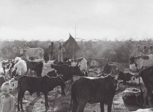África: Kraal de gado na margem do Bahr el Zeraf (fotografia a preto e branco) de Hugo Adolf Bernatzik