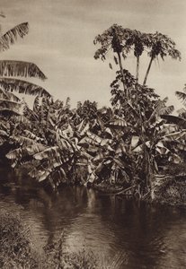 México: Bananas e papaias, Estado de Vera Cruz (fotografia a preto e branco) de Hugo Brehme