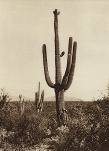México: "Cereus giganteus" nos arredores de Magdalena, Estado de Sonora (fotografia a preto e branco)