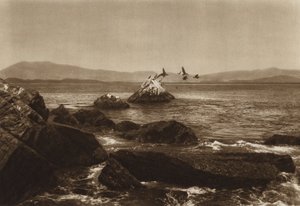 México: Costa de Manzanillo, Pelicanos, Estado de Colima (fotografia a preto e branco) de Hugo Brehme