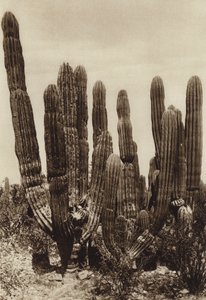 Mexico: Guaymas, "Cereus Pringlei", Estado Sonora (b/w photo)