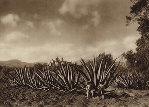 México: Os arredores de Tepepam com um campo de agave (fotografia a preto e branco) de Hugo Brehme