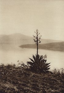 México: margem do lago Chapala com agaves em flor (fotografia a preto e branco) de Hugo Brehme