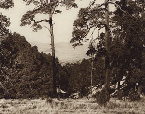 México: Panorama selvagem no sopé do Pico de Orizaba (fotografia a preto e branco) de Hugo Brehme