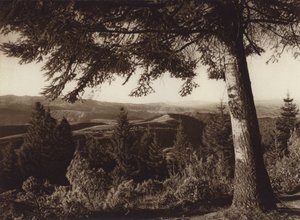 México: Parque Nacional, Desierto de los Leones (fotografia a preto e branco) de Hugo Brehme