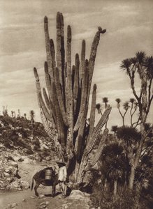 México: Salinas de Tehuacan com "Pilocereus Tetezo" (fotografia a preto e branco) de Hugo Brehme