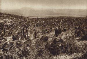 México: Sierra de Tehuacan, Na parte da frente "Echinocactus grandis" (fotografia a preto e branco) de Hugo Brehme