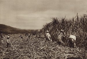 México: Tamasopo, colheita de cana-de-açúcar (fotografia a preto e branco) de Hugo Brehme