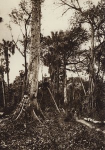 México: Tamasopo, Panorama da floresta virgem (fotografia a preto e branco) de Hugo Brehme