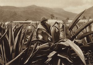 México: Tlachiquero a sugar pulque de uma planta de agave (fotografia a preto e branco) de Hugo Brehme
