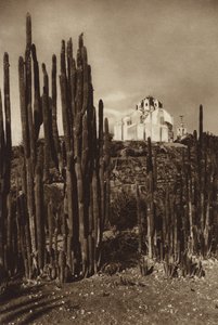 México: Zapottlan, "Cereus bavosus" (fotografia a preto e branco) de Hugo Brehme