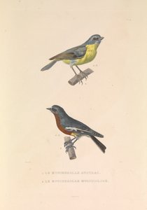O papa-moscas australiano e o papa-moscas multicolor". de Hyacinthe Yves Philippe (1781 1846) Potentien