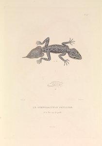 O Gymnodactyle Phyllure