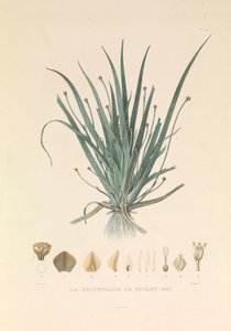 O Busseuillie de Botany Bay