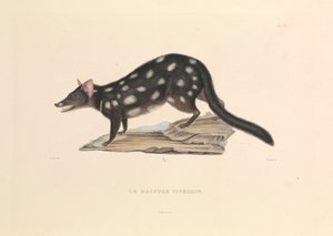 O guaxinim Dasyure de Hyacinthe Yves Philippe (1781 1846) Potentien
