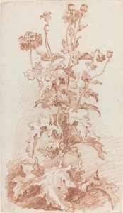 Papoilas com vagens de I Jean Baptiste Hüet