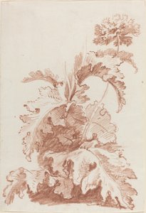 papoula em flor de I Jean Baptiste Hüet