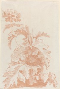 papoula em flor de I Jean Baptiste Hüet