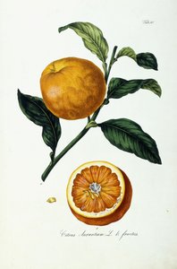 Fruta laranja, cítrico, fruta de Ignaz (after) Strenzl