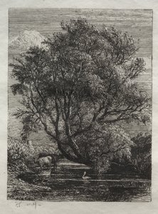 O Salgueiro de Ignaz Gunther