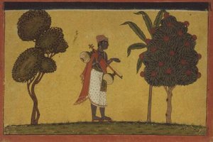 47.19/134 Madhavanala com uma vinha na floresta de uma série 