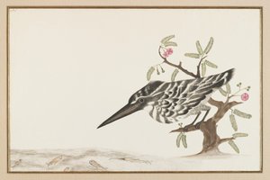 A Kingfisher assistindo (tinta no papel) de Indian School
