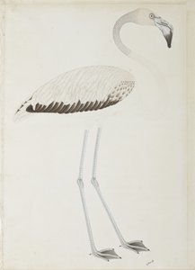 Um flamingo, c.1780 (wc opaca no papel) de Indian School