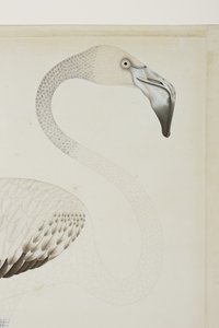 Um flamingo, detalhe, c.1780 (wc opaca no papel) de Indian School