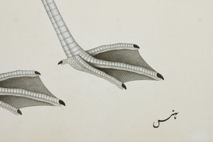 Um flamingo, detalhe, c.1780 (wc opaca no papel) de Indian School