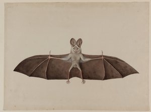 Morcego Vampiro Falso Asiático, c.1790 de Indian School
