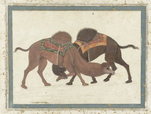 Camelos de combate, c.1680-1700 de Indian School