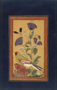 Finch, Poppies, Dragonfly e Bee, 1650-70 (wc opaco e ouro no papel) de Indian School