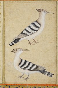 Hoopoes, c.1590 (wc opaca e ouro no papel) de Indian School