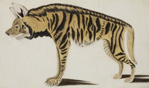 Hiena, depois de 1794 (wc opaco no papel) de Indian School