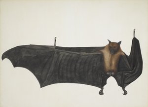 Raposa Voadora Indiana também conhecida como Grande Morcego da Fruta Indiana; Pteropus Giganteus, c. 1800 (gravura colorida à mão) de Indian School