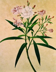 Oleandro, c.1840 (gouache) de Indian School