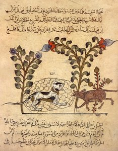 O gato e o rato, miniatura árabe de "Kalila va dimna" de Indian School