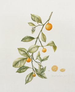Laranja ornamental, 1995 (wc) de Iona Hordern