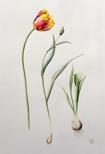 Papagaio Tulipa, 1995 (wc) de Iona Hordern