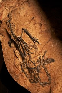 Um ceratossauro desdentado no Instituto de Paleontologia de Vertebrados e Paleoantropologia em Xiaotangshan, no norte de Pequim, China. de Ira Block