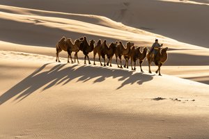 Um camelier conduz os seus camelos bactrianos nas dunas de areia de Khongoryn Els, no sul de G..., 2018 (foto) de Ira Block
