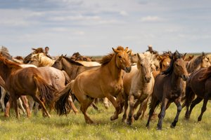 Uma manada de cavalos no deserto de Gobi do Sul, Mongólia, 2018 (foto)