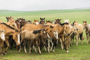 Família local a reunir os seus cavalos na Reserva Natural de Gun-Galuut de Ira Block