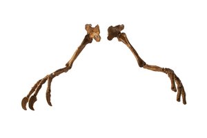 O dinossauro Deinocheirus da Mongólia, com os seus braços e garras gigantes. de Ira Block