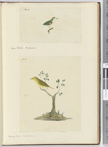 F.15 Pequena cauda. Nova Zelândia F.16 Pássaro zombeteiro. Nova Zelândia, 1772-75 (wc)