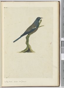 F.20 O pássaro poya, cuco. Nova Zelândia, 1772-75 (wc)
