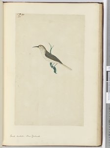 F.23 Pequeno cuco. Nova Zelândia, 1772-75 (wc)