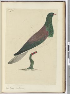 F.26 Pombo-torcaz. Nova Zelândia, 1772-75 (wc)