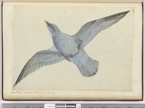 F.41 petrel azul. Baía Dusky Nova Zelândia. Em alta S. lat., 1772-75 (wc)