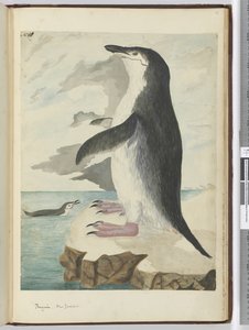 F.50 Pinguim Nova Zelândia, 1772-75 (wc)